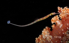 Pipefish1920x120010-19-2010 7_57_11 PM Bing Desktop